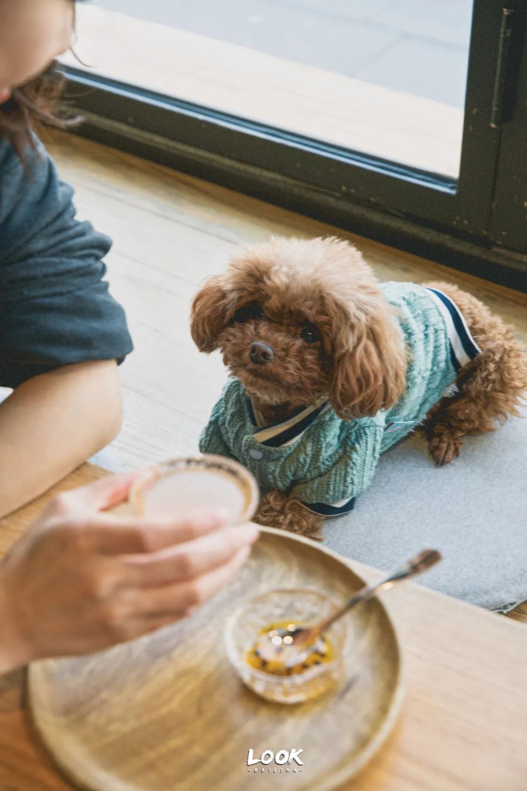 北京哪里有宠物店铺,宠物友好商城北京