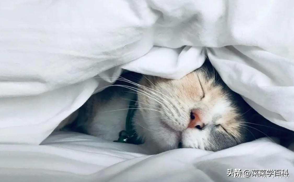 提高免疫力的食谱大全,提高免疫力的7个技巧