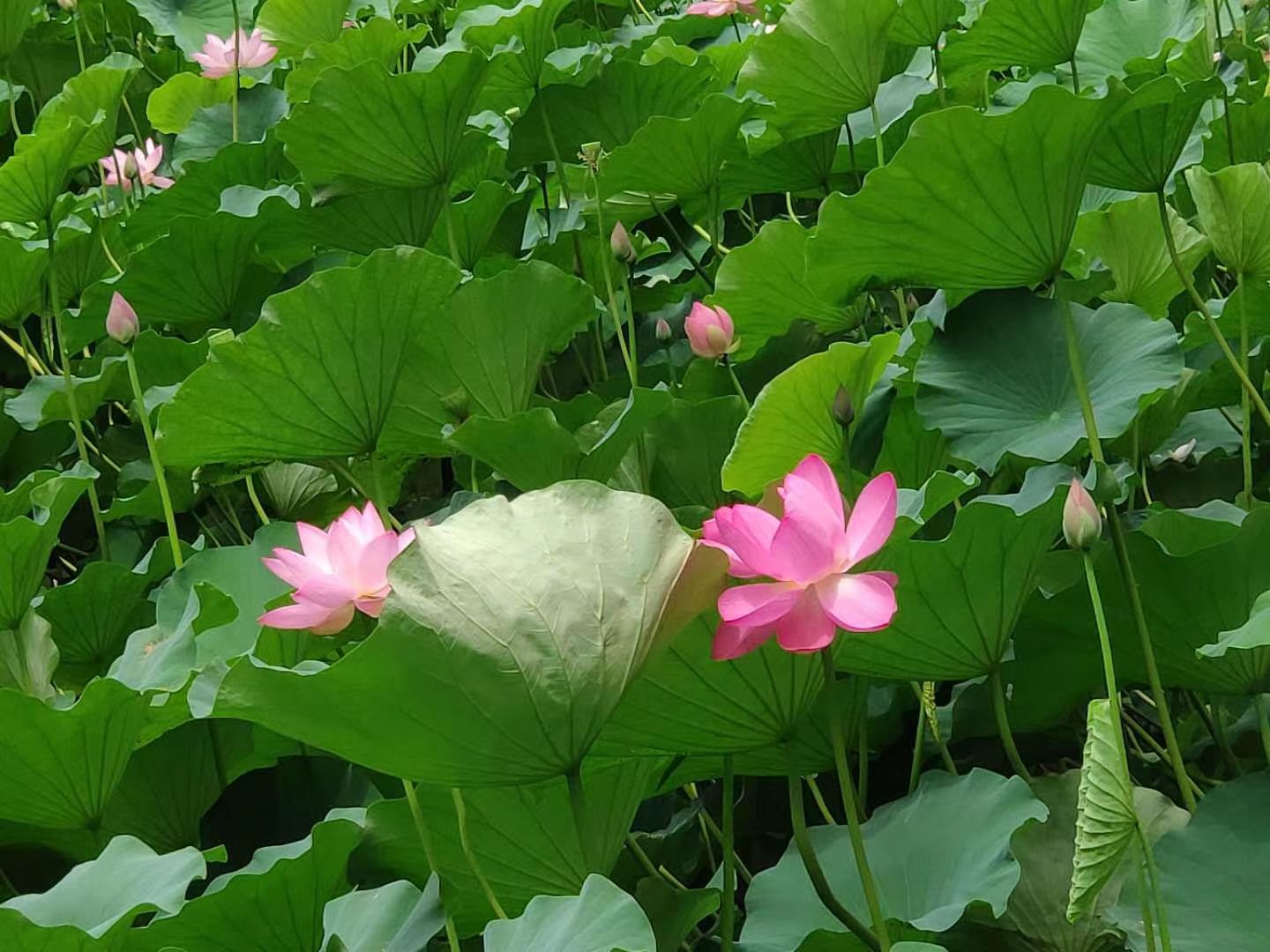 甘肃靖远县婚嫁习俗,甘肃省白银市白银风俗
