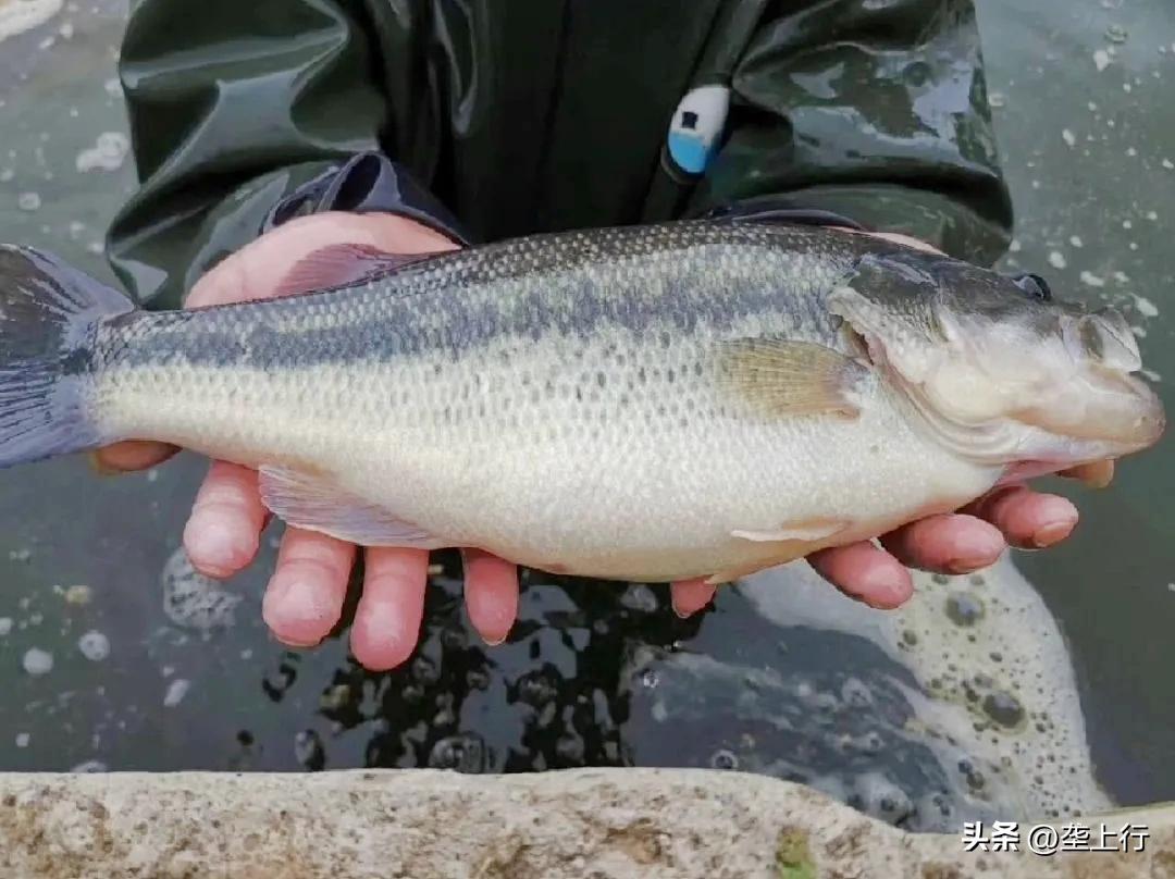 蓝色粮仓鱼满仓|“别墅”里的“鱼生赢家”