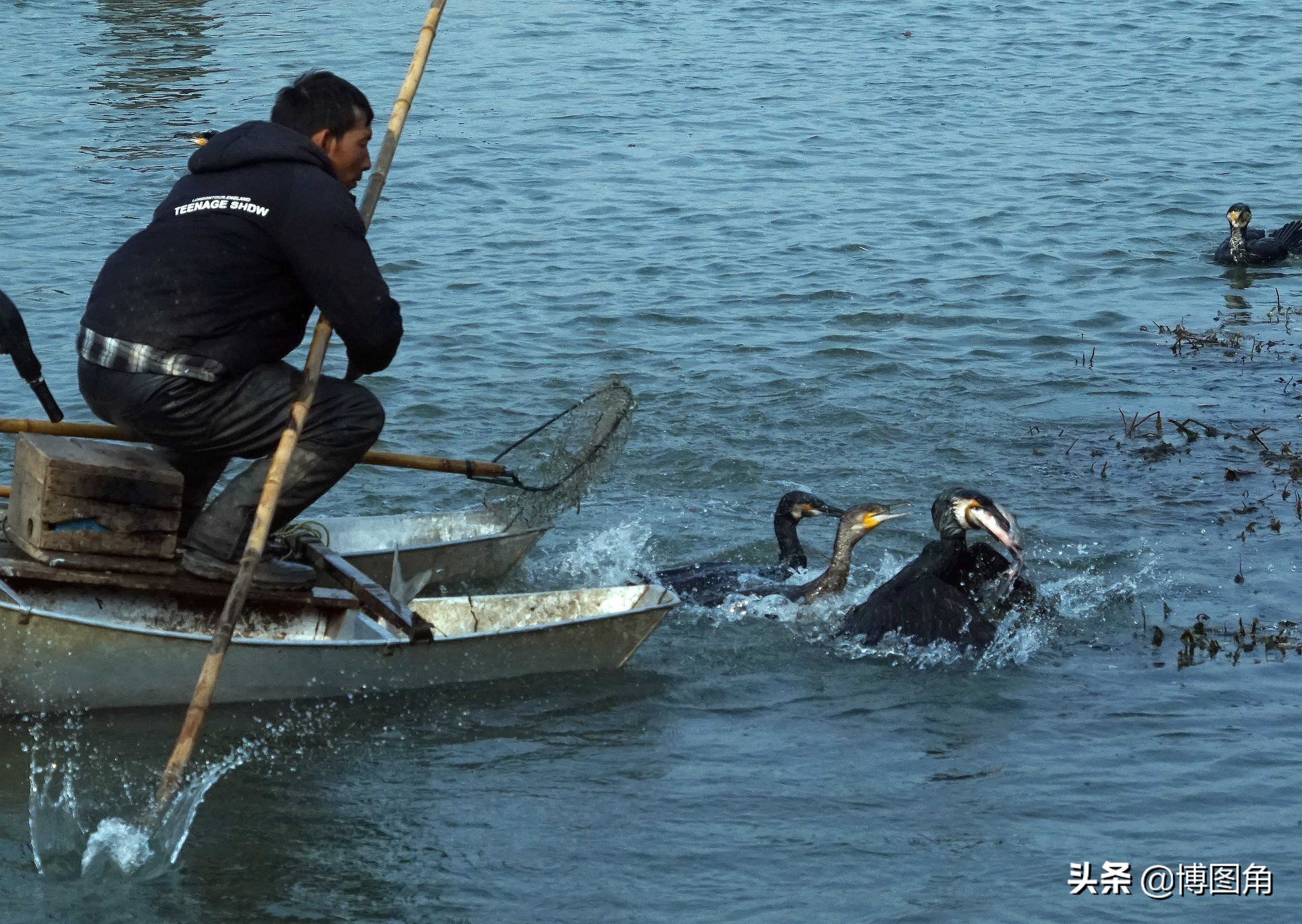 鸬鹚捕鱼渔民生活实拍精彩的瞬间,渔民与鸬鹚捕鱼图片