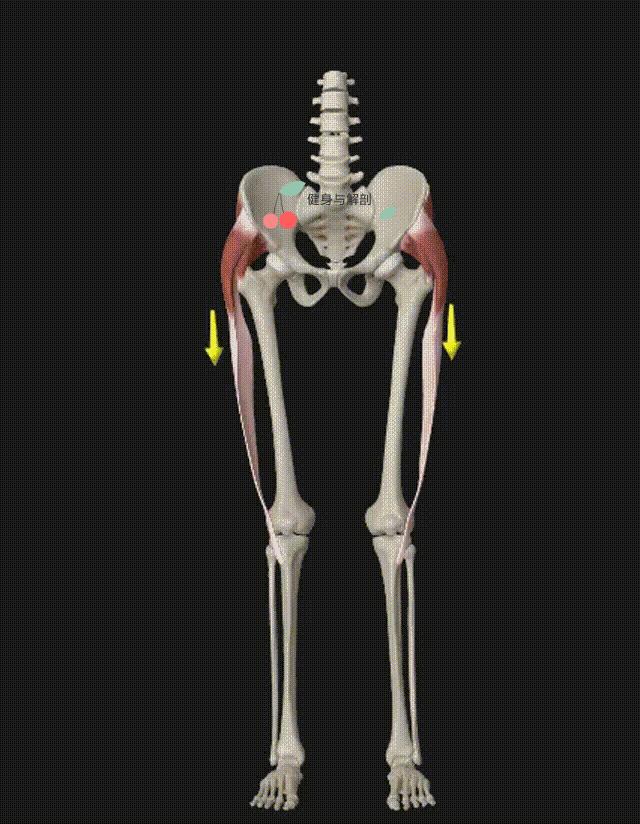真胯宽和假胯宽的图片,改善大粗腿假胯宽矫正的正确方法