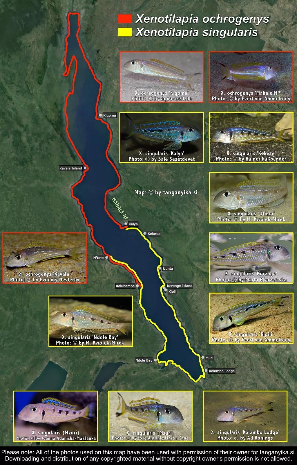 三湖慈鲷杂鲷品种图鉴大全,三湖慈鲷最好看的十种马鲷