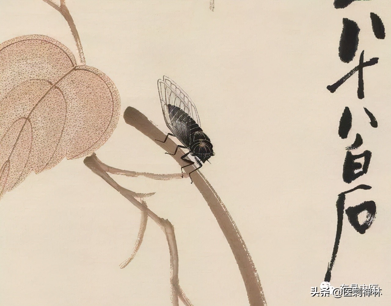 蝉的禅意深度有多深,蝉意与禅意