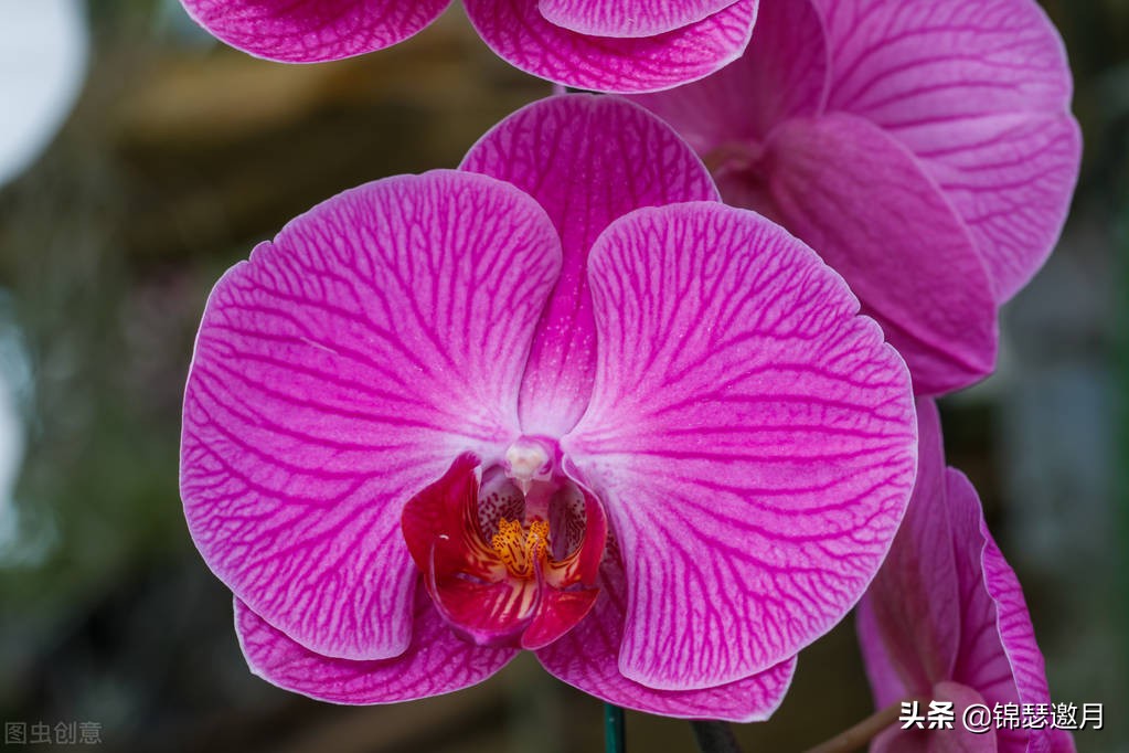 春兰奇蝶花图片,春兰花园美图欣赏