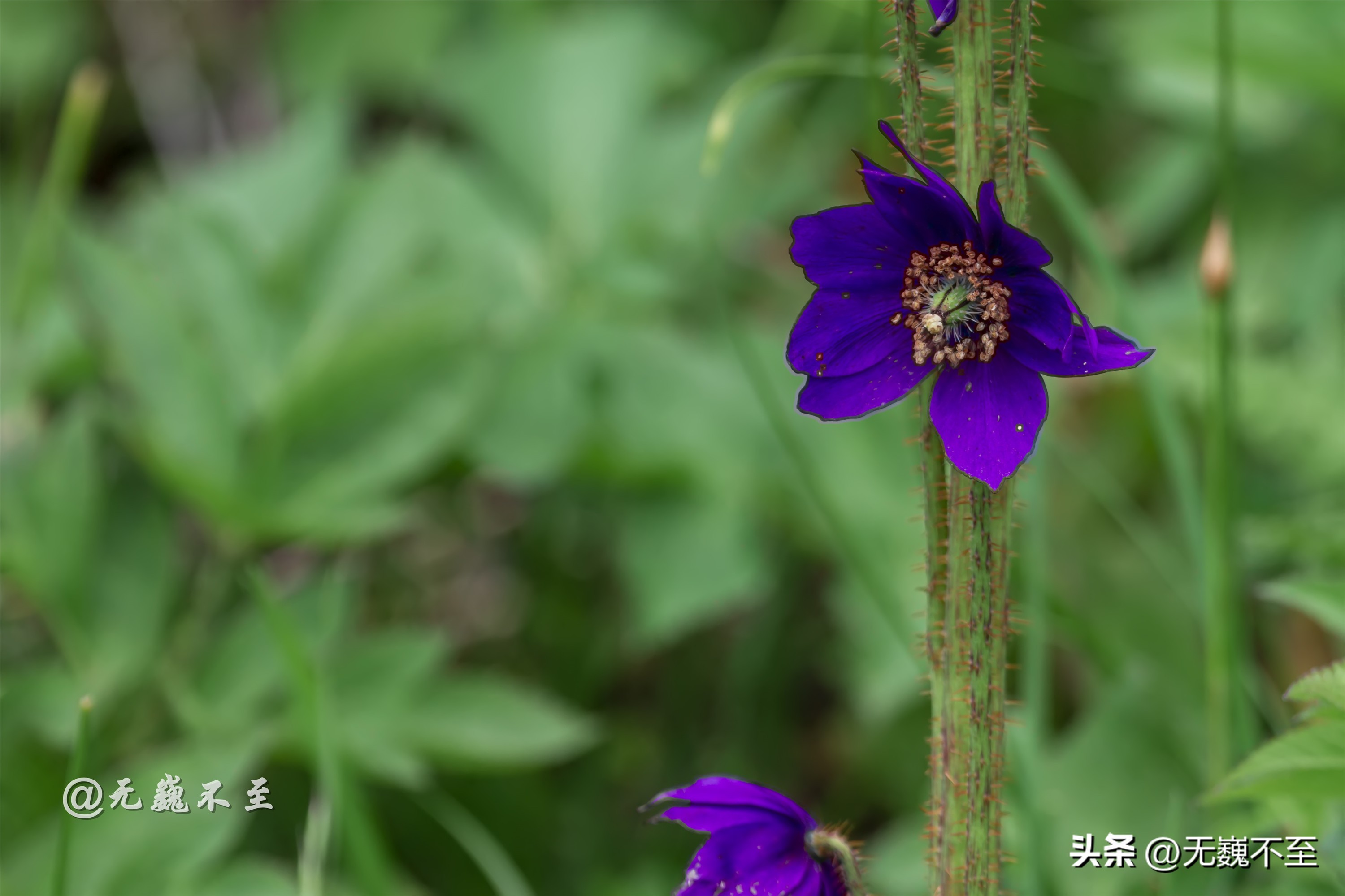 九顶归来不看花，但是这些花名你知道吗？科普一下不就认识啦