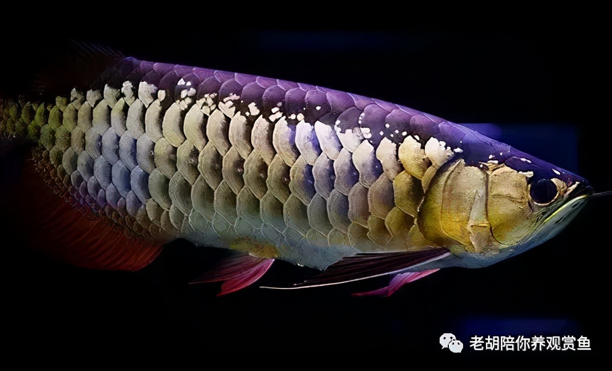 金头过背金龙鱼怎么饲养,金龙鱼如何饲养避免掉眼