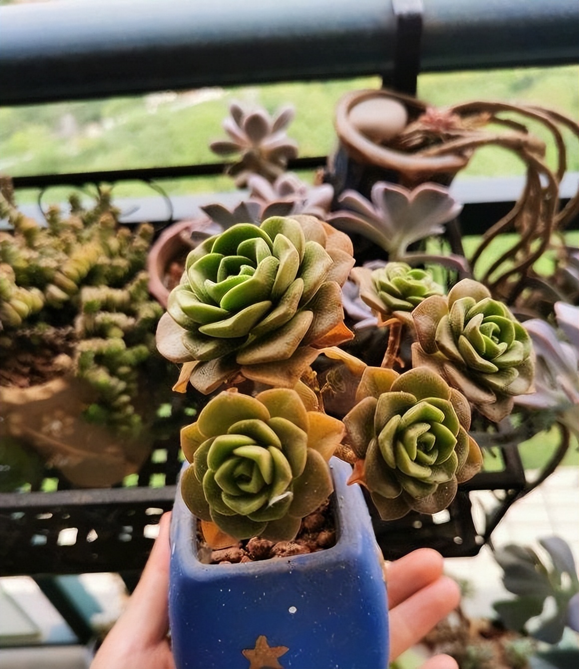 多肉浇水多了腐黑怎么救,多肉多久不浇水能旱死