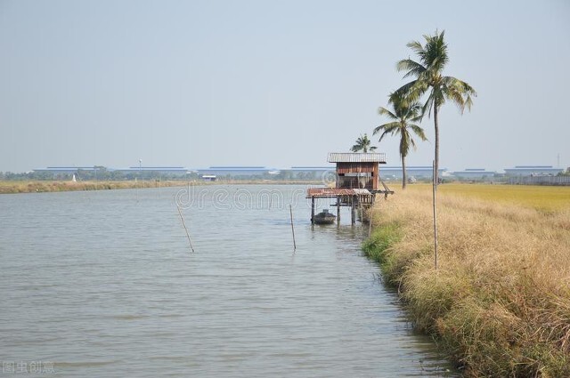 农村养殖罗非最有前景,养殖创业记录视频