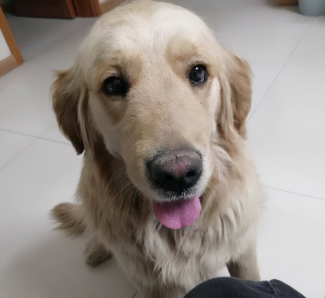 如果第一次养猫应该养什么品种,如果第一次养狗该怎么办