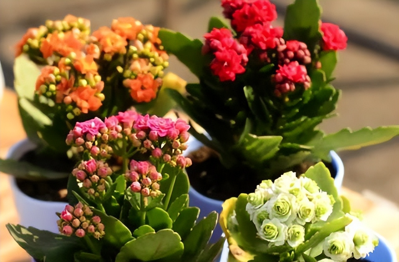 哪些室内花花期长又好养,室内养太多花好吗