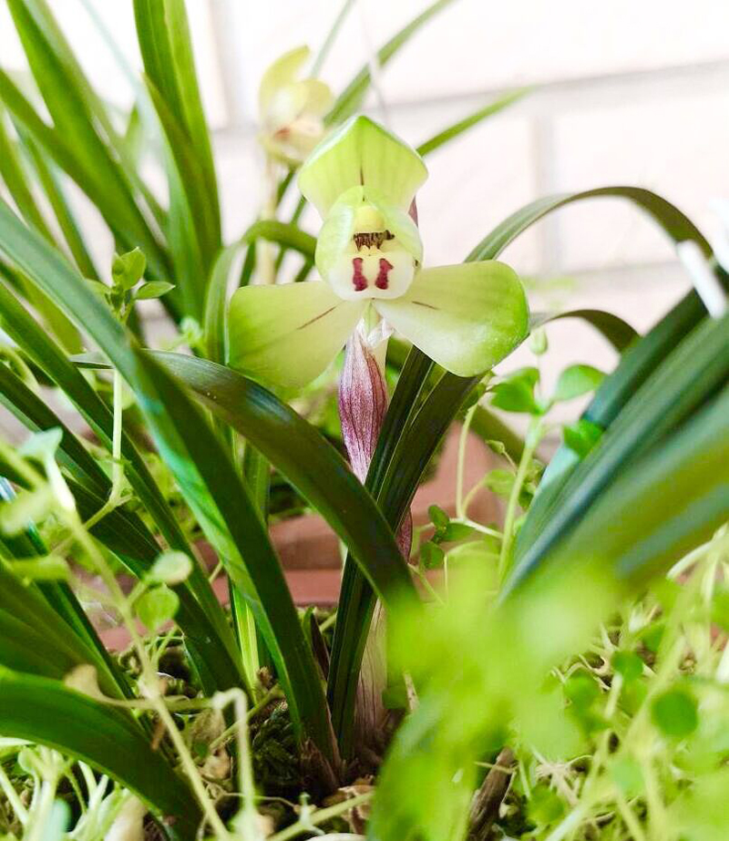 兰花老苗开花后第二年还能开花,兰花长期不分株