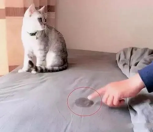 如何解决猫在被子上尿尿的问题,猫在被子上尿