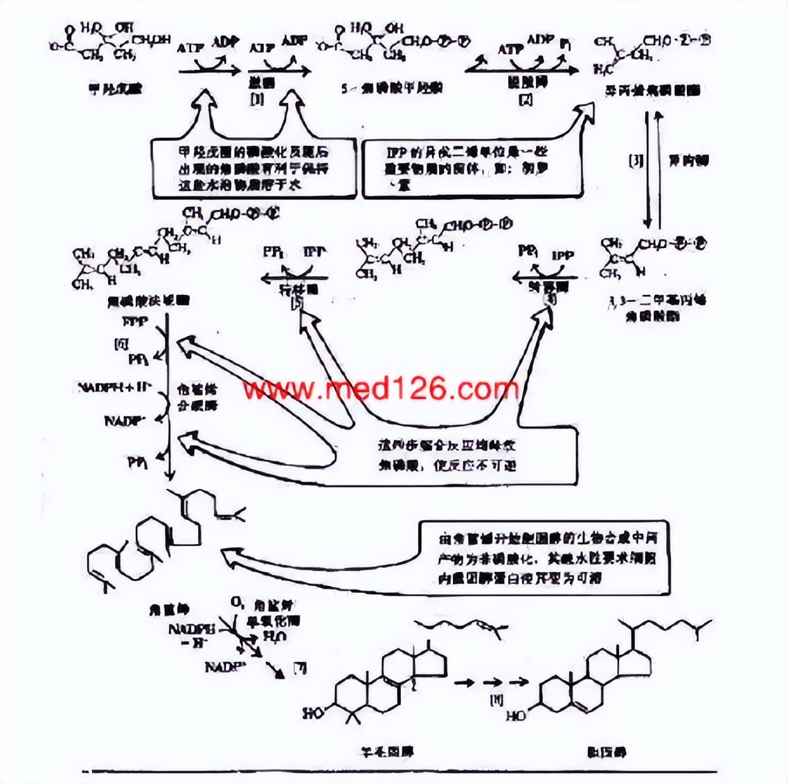 其他植物的类固醇合成难道不需要薯蓣作为参考吗？