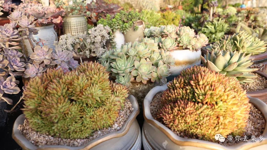 卖萌经济的生意经,卖萌生意的利润