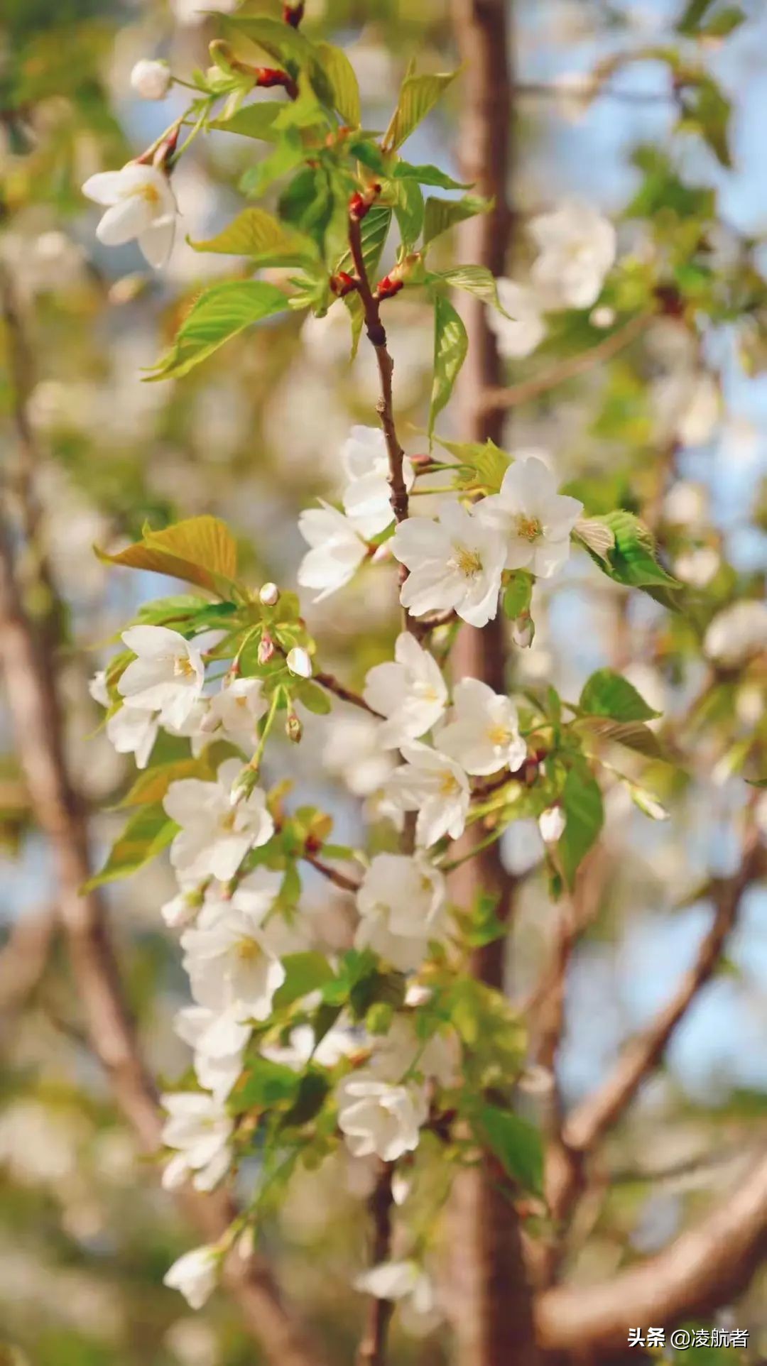 共赴春之约携手新征程,共赴春天之约携手砥砺前行