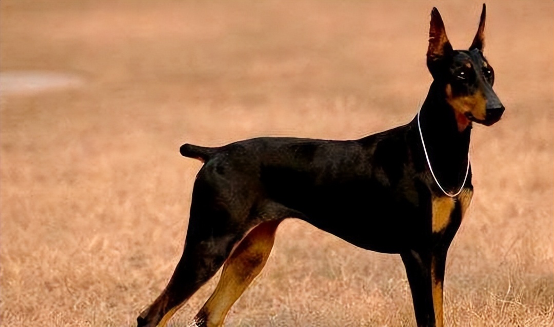 智商排名前十的狗是谁,狗智商排名前十