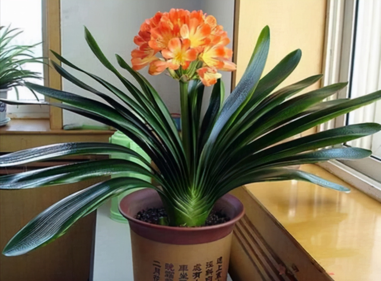 十种花不宜在室内养,这4种花最好别养在室内