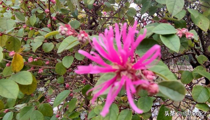 闈掗緳婀栧師濮嬫．鏋楁潨楣冭姳,绾㈣姳妾垫湪鏅偣