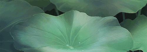 感觉很有诗意的文案,经典文案带有诗味儿的