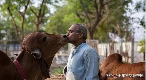 印度最好吃的牛粪饼,牛屎饼印度
