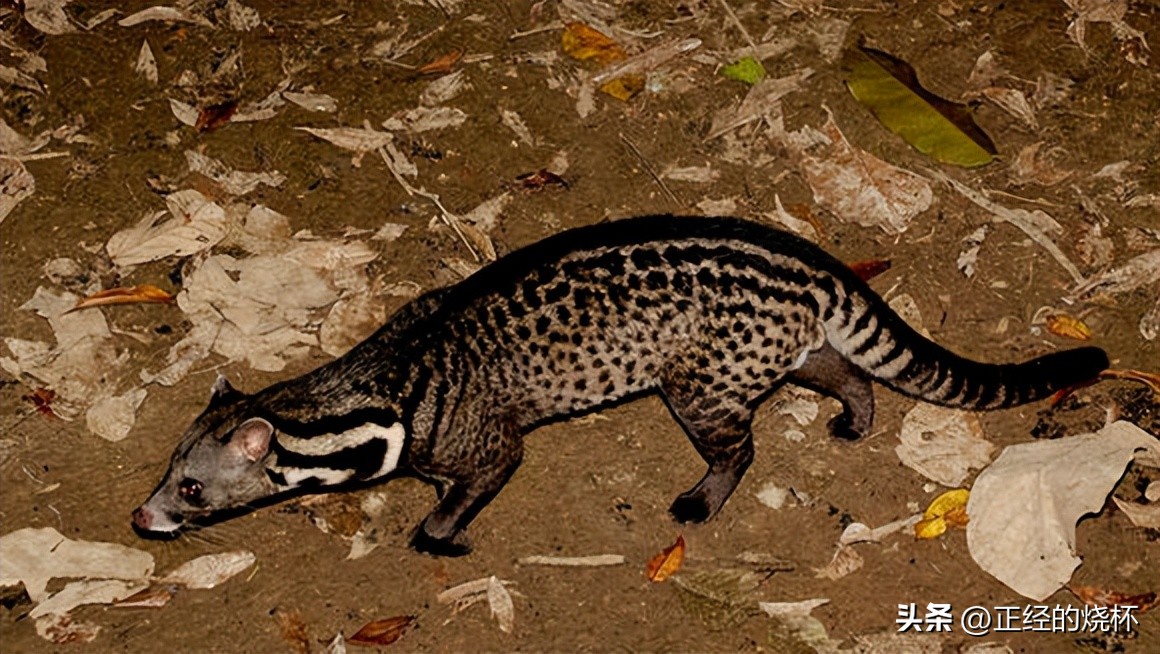 灵猫属于什么猫,长尾灵猫是猫科动物吗