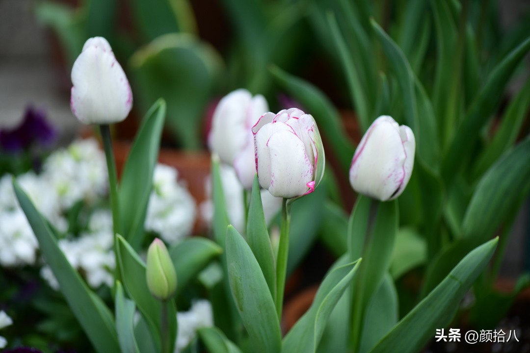 盘点今年河马花园里最美的几款郁金香|园丁