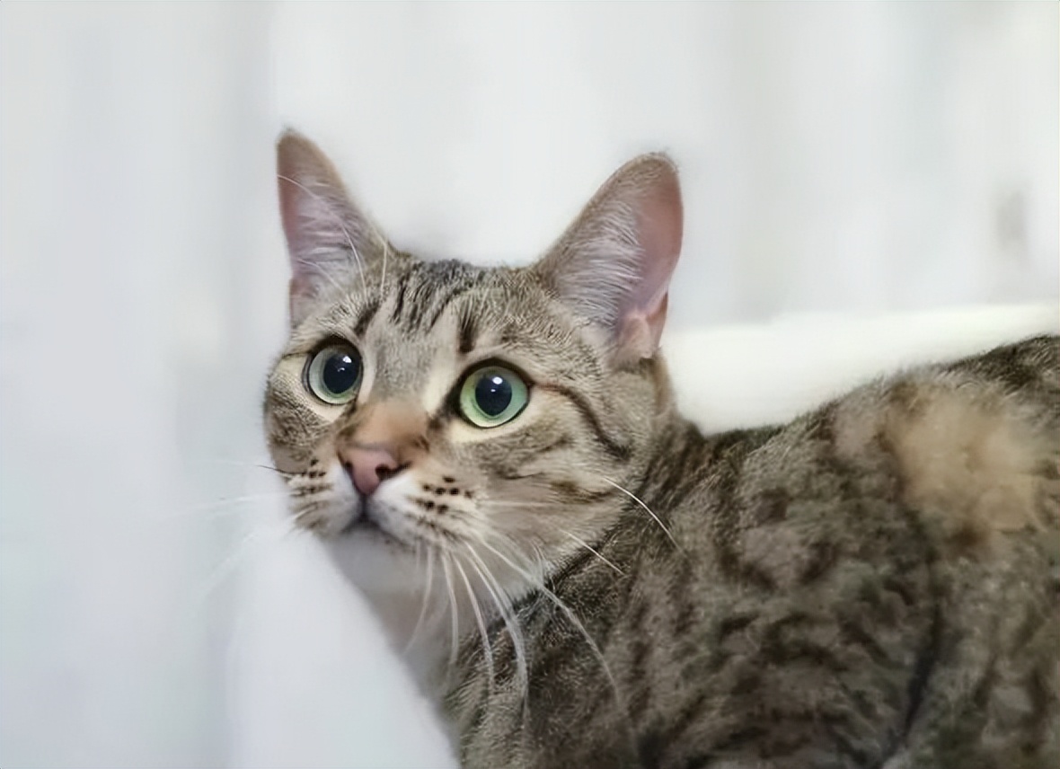 家猫怎样选才是好猫,如何挑选一只性格好长得好看的猫