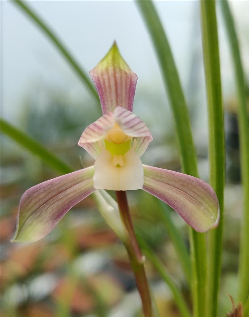 杭州兰展上，一盆蕙兰惊艳众人，兰花主人说什么也不卖