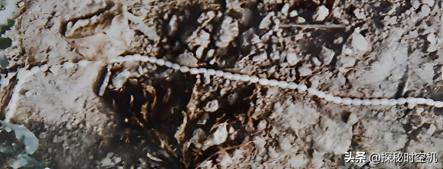 月圆之夜消失的少女：10天后麦田惊现女尸，24年后真相得以揭开