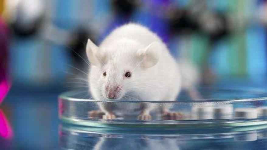 8只白鼠繁衍实验,美国8只老鼠的实验