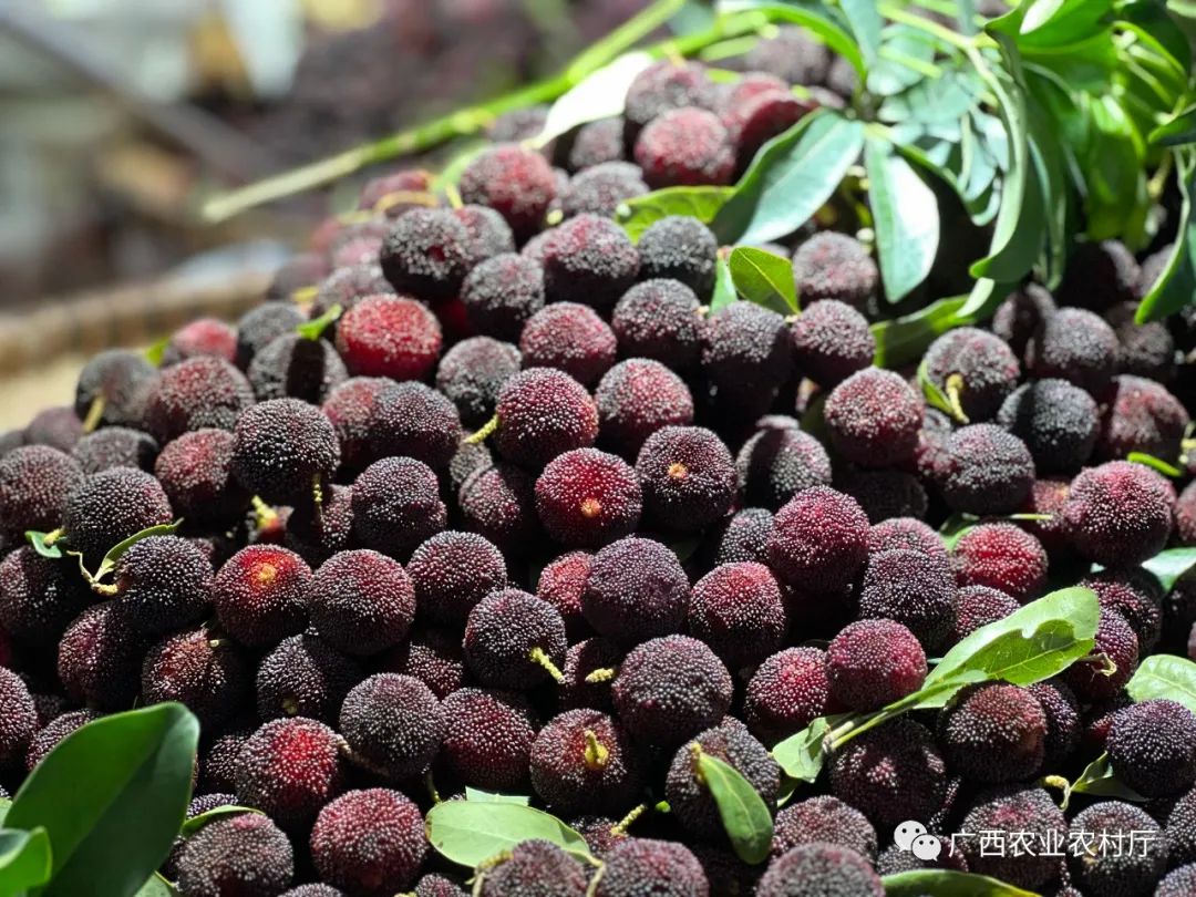 夏季有哪些水果上市,夏天上市的蔬菜有什么