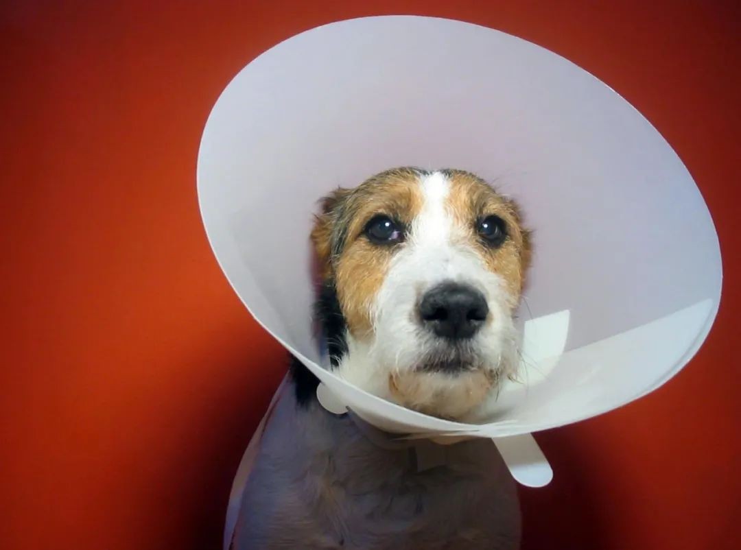 还在犹豫要不要养罗威纳,狗狗到底有必要做绝育吗