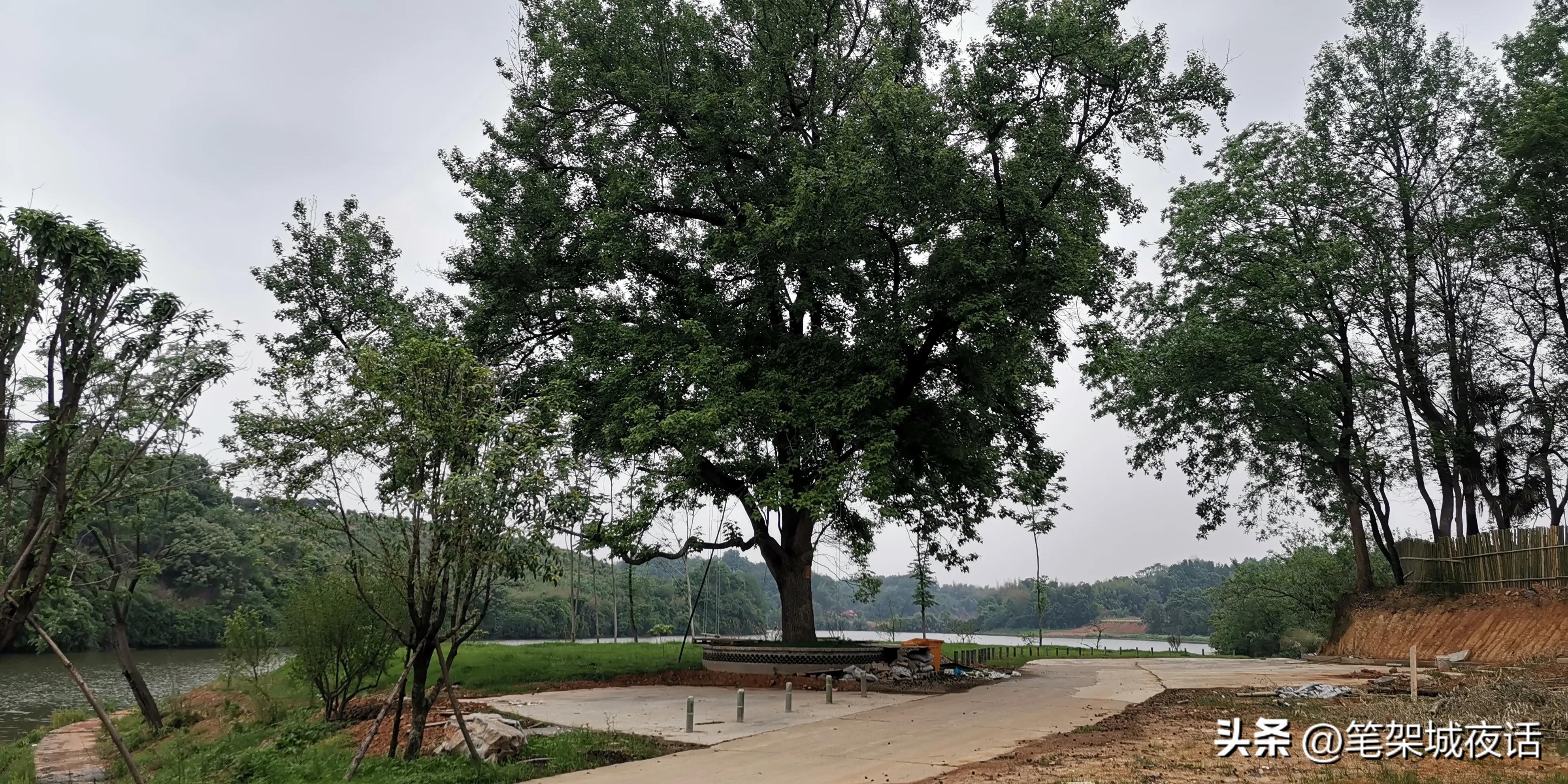 白鹤山好玩的地方,白鹤山竹林秘境