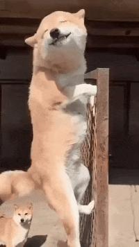 狗狗交配时，为何会发出“惨叫”呢？