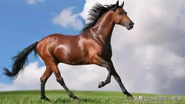 一匹马2000万，有人为它不惜挑起两国战争！真宝马阿哈尔捷金马