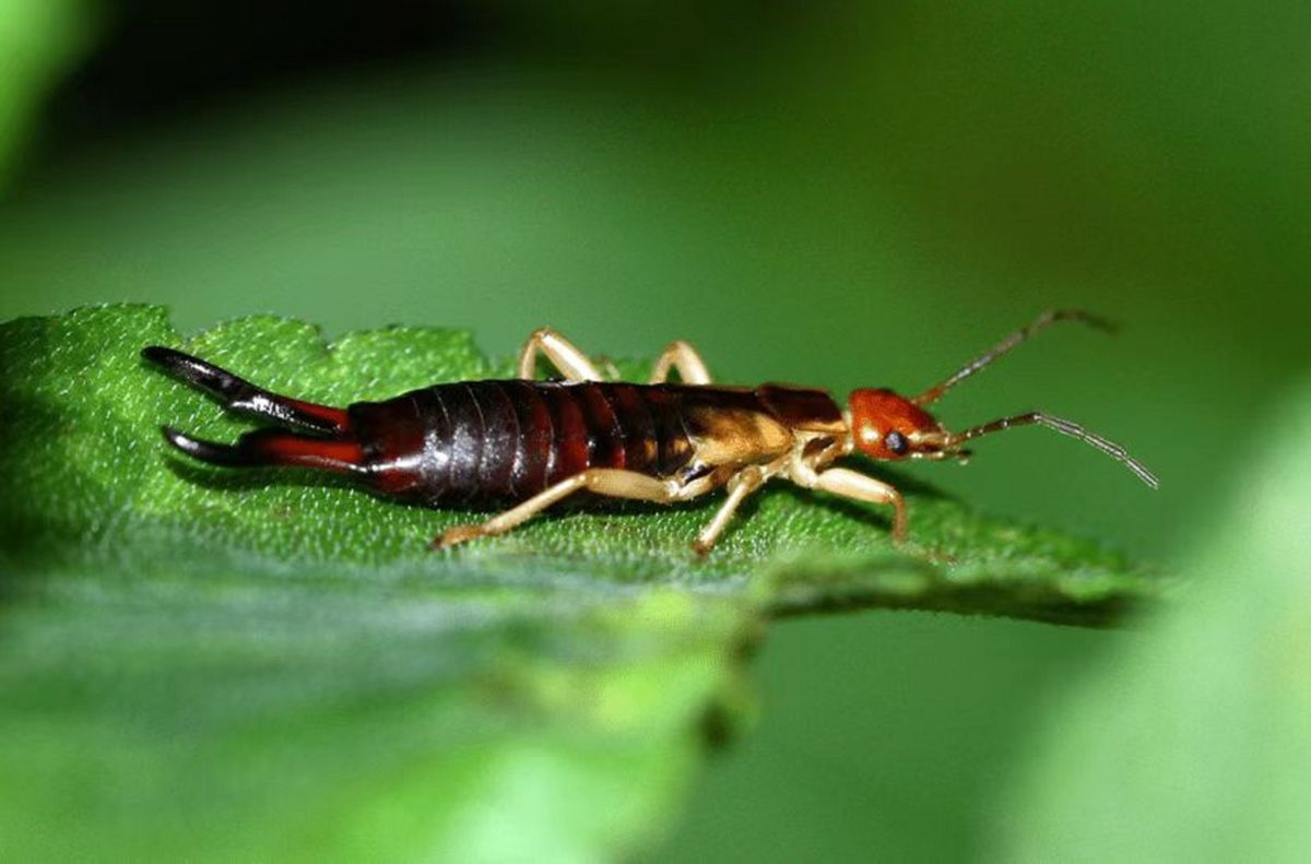 最护犊子的鸟类,蠼螋生命力顽强