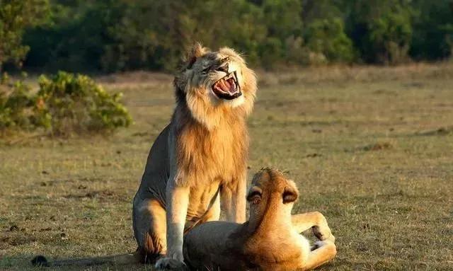 动物交，配时间表，最短0.3秒，最长的竟然是……