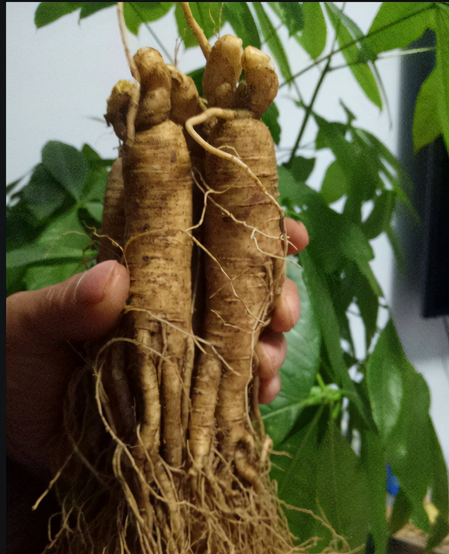 山东大妈人参,山东大妈家中人参值千万