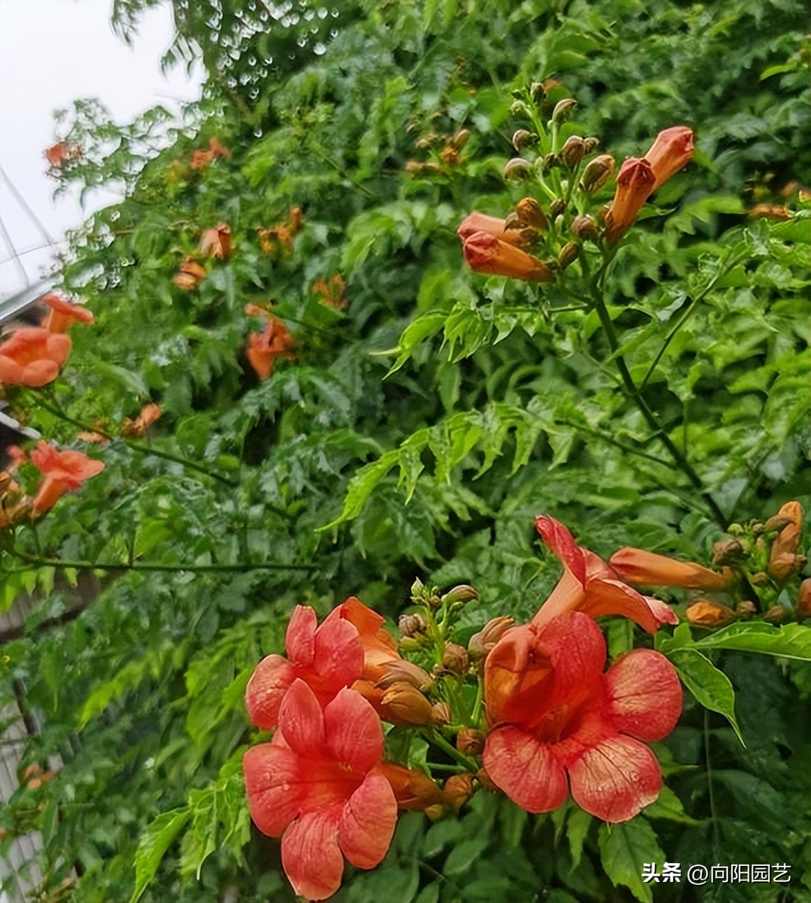 农村见到这2种花，一定要铲除，招蛇虫蚊蚁，严重破坏墙皮