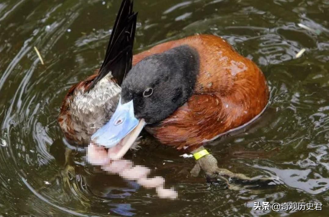 雄性动物进化器官,雄性生物生殖进化