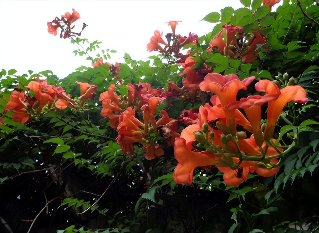 爱干净的人应该养什么动物,家中千万别养这8种毒花