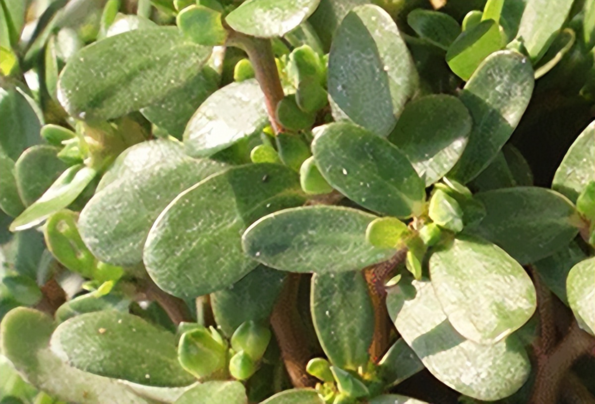 治疗湿疹中草药有几种,治疗湿疹的草药