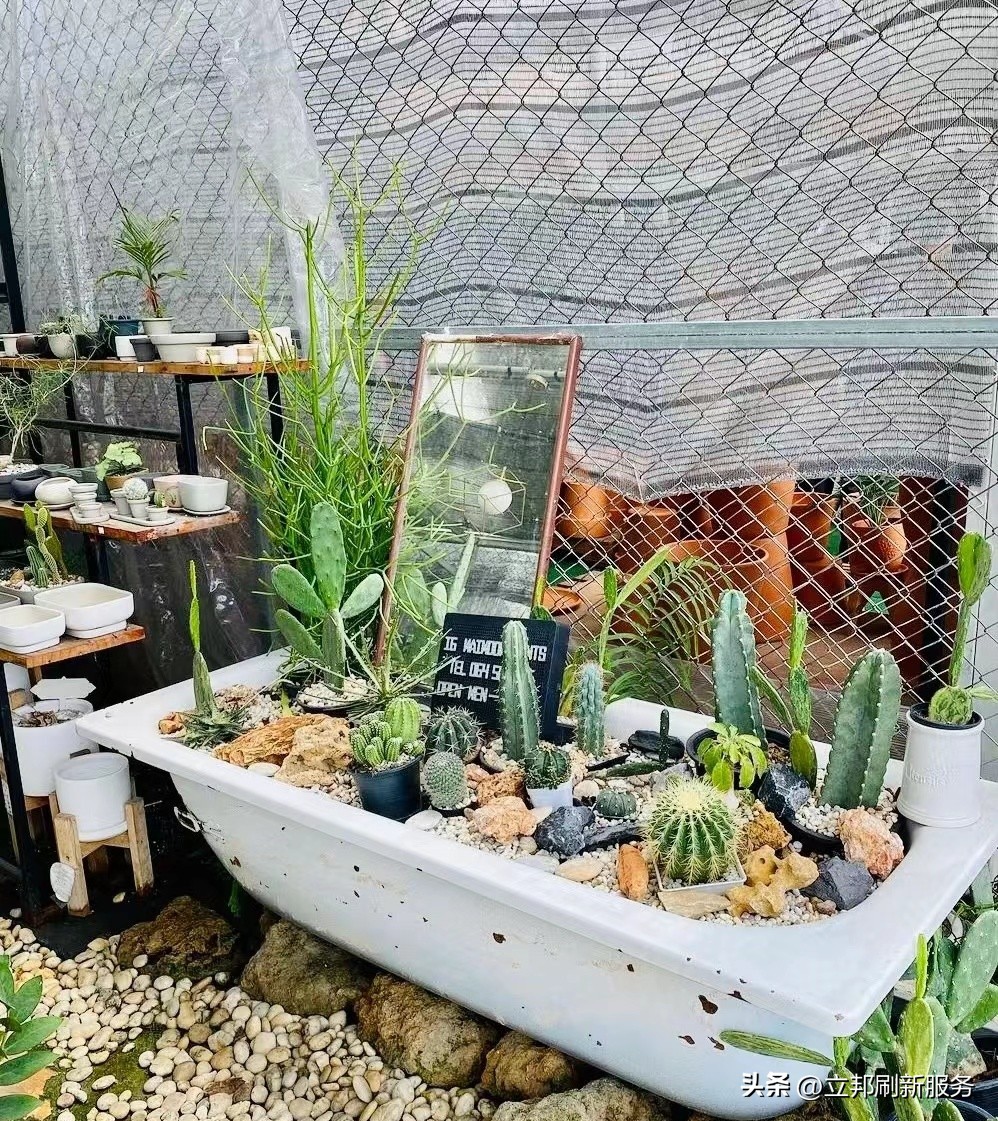 这些都是带有香味适合家养的绿植,适合放在家里的好养的绿植