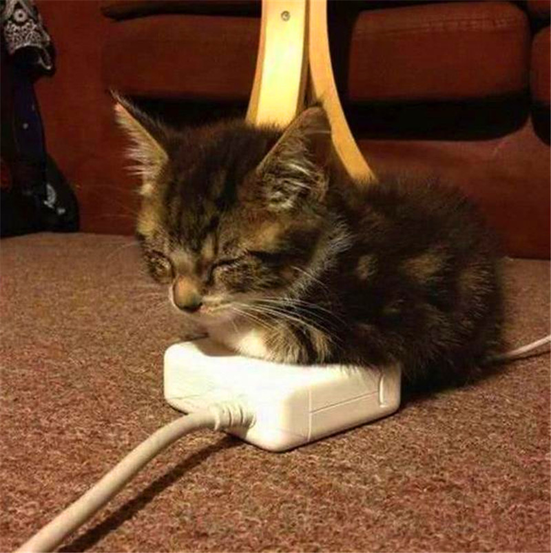 冬天到了请善待流浪宠物,主人千万不要对猫咪做这几样事