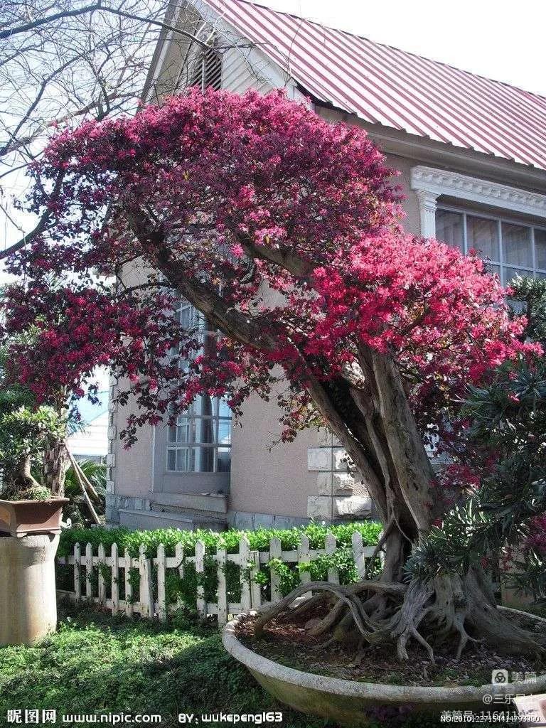 红花檵木的历史故事,白花檵木