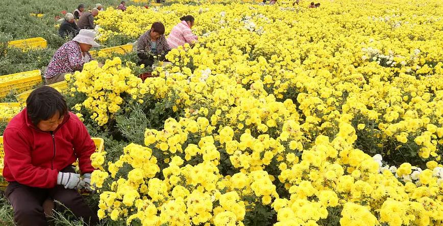 谷雨时节喝好茶莫负人间四月天,谷雨五谷汤