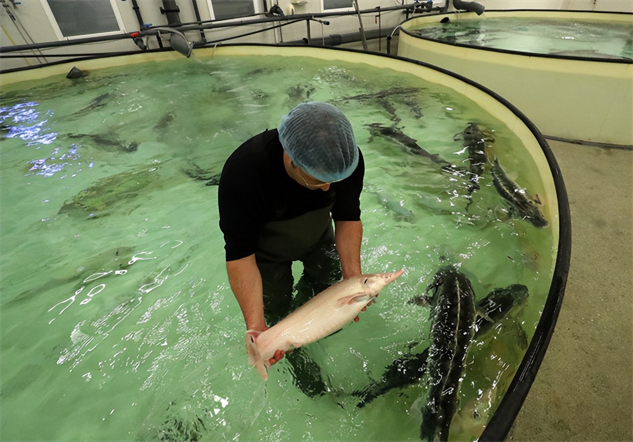 鱼子酱多少钱一小勺,鱼子酱25万一小勺