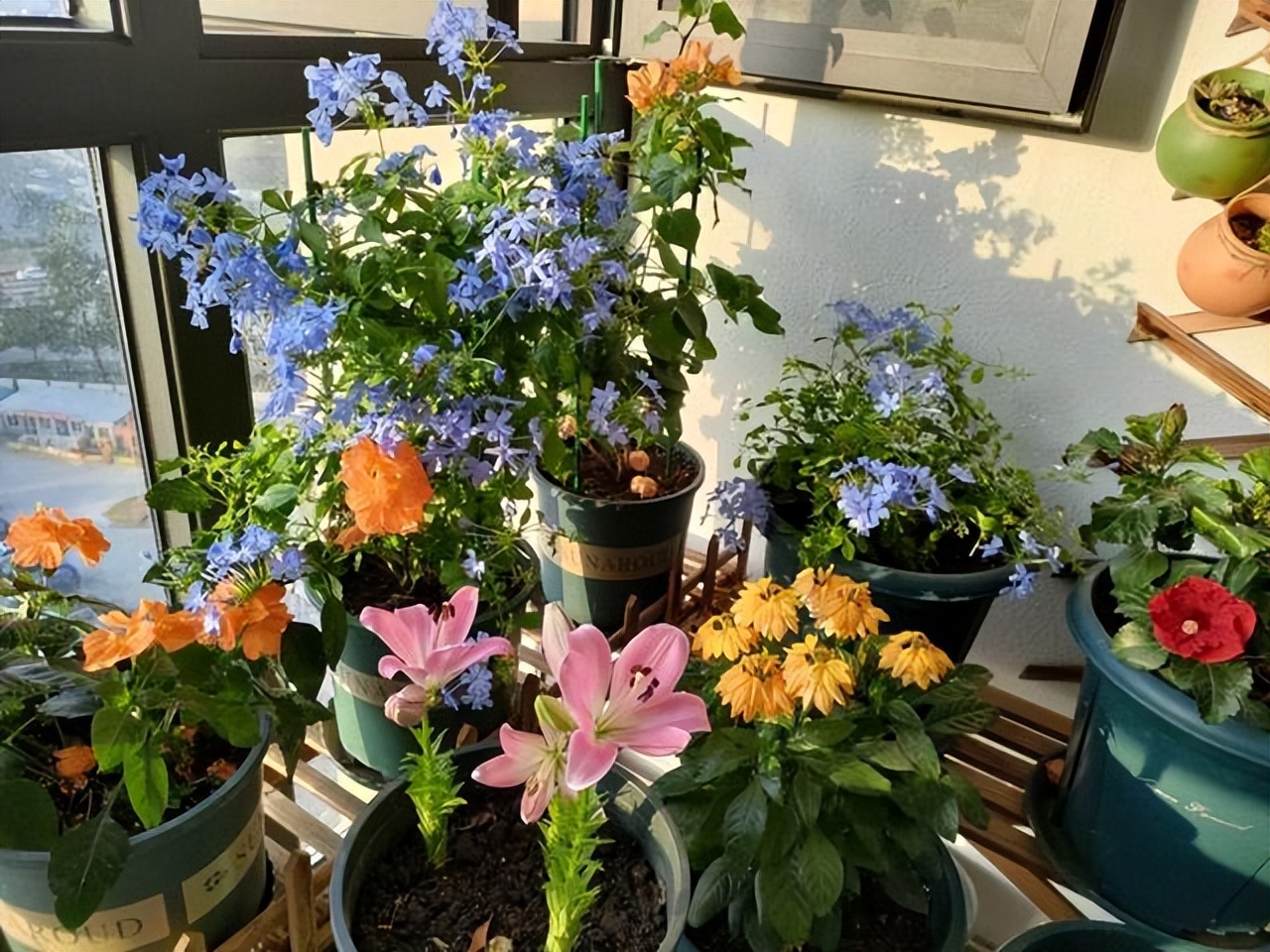 好养的喜阴花有哪些室内,最适宜室内养殖喜阴的花