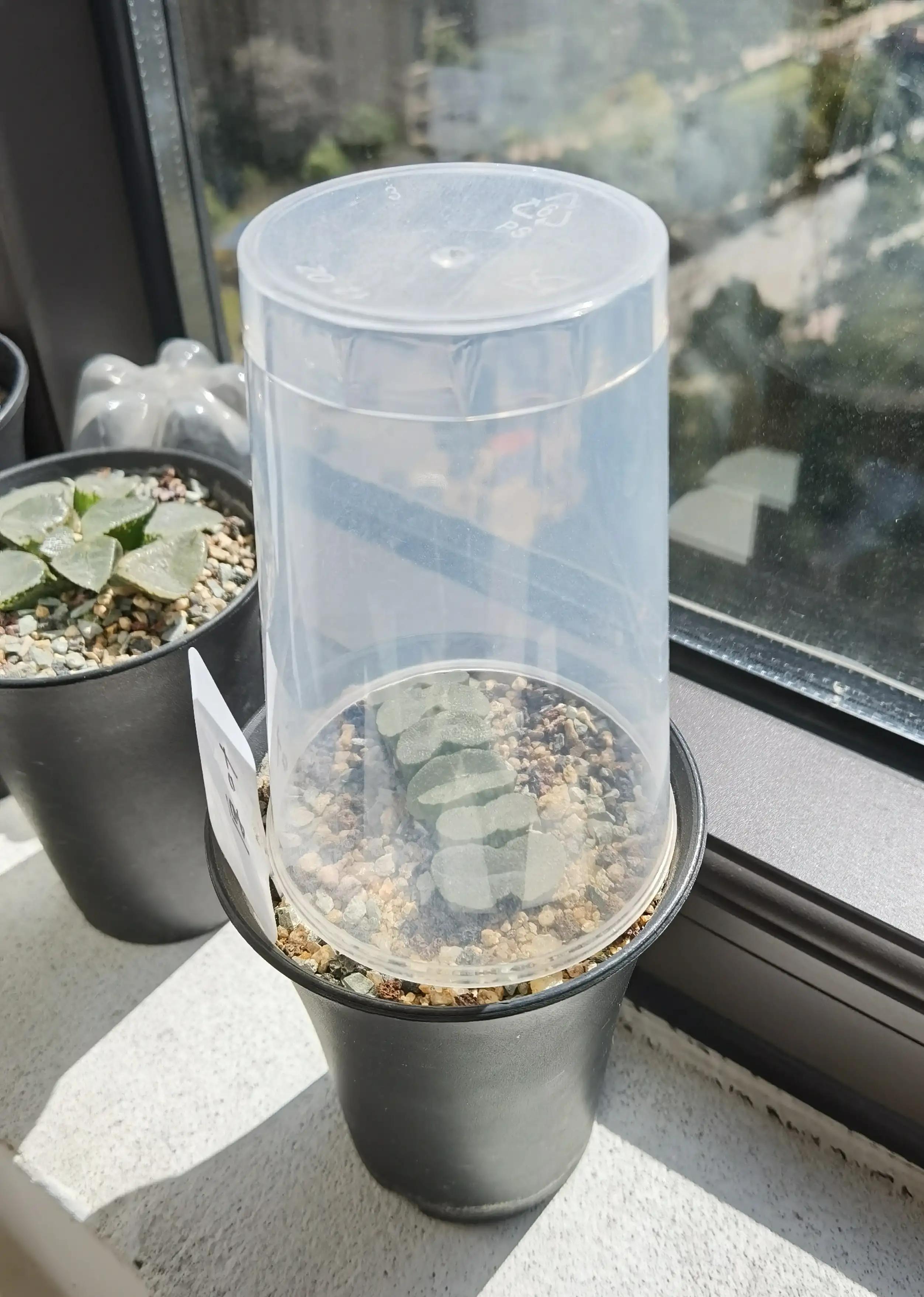 玉露种子怎么种,从种子开始种玉露